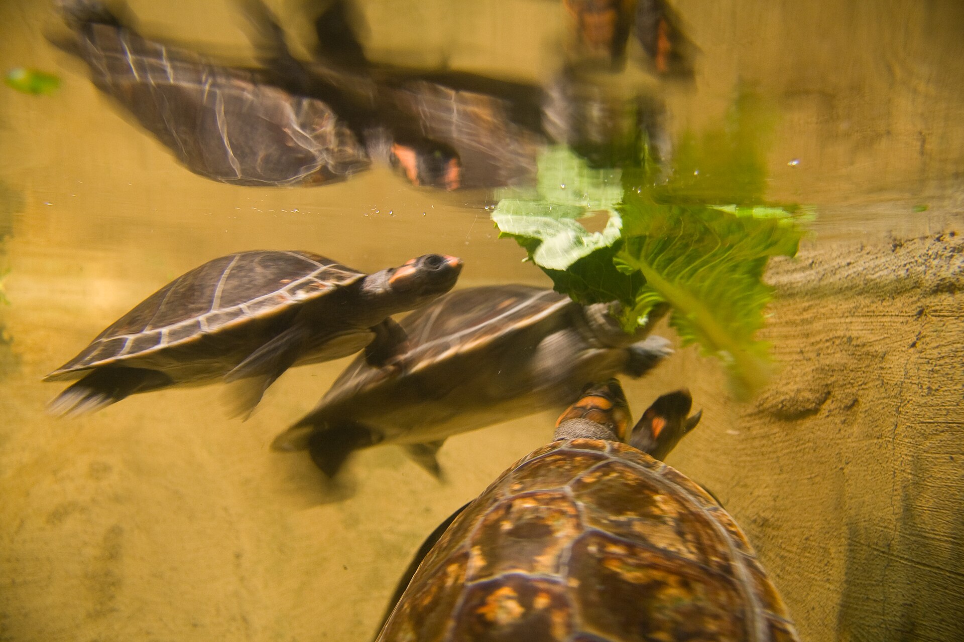 レタスを食べる水棲ガメたち