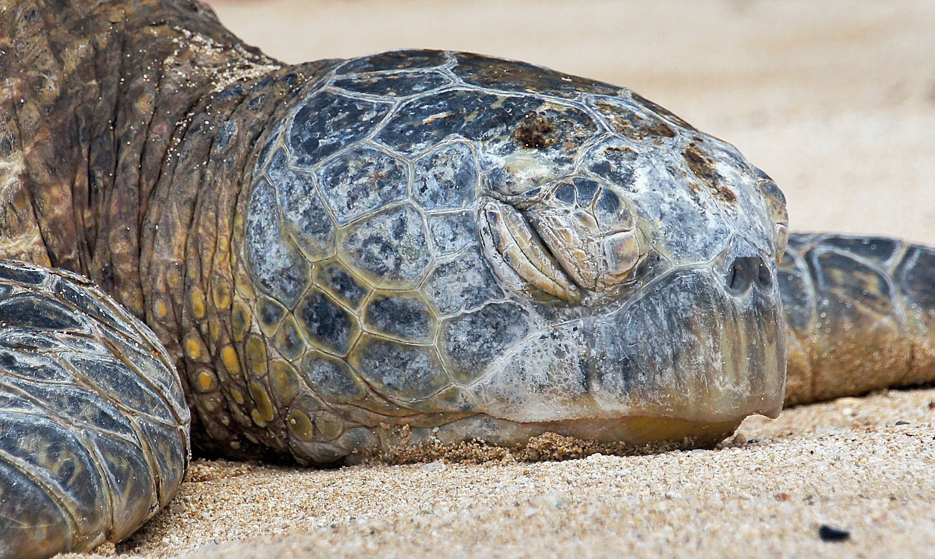 ハワイの砂浜で眠るアオウミガメ(ホヌ)