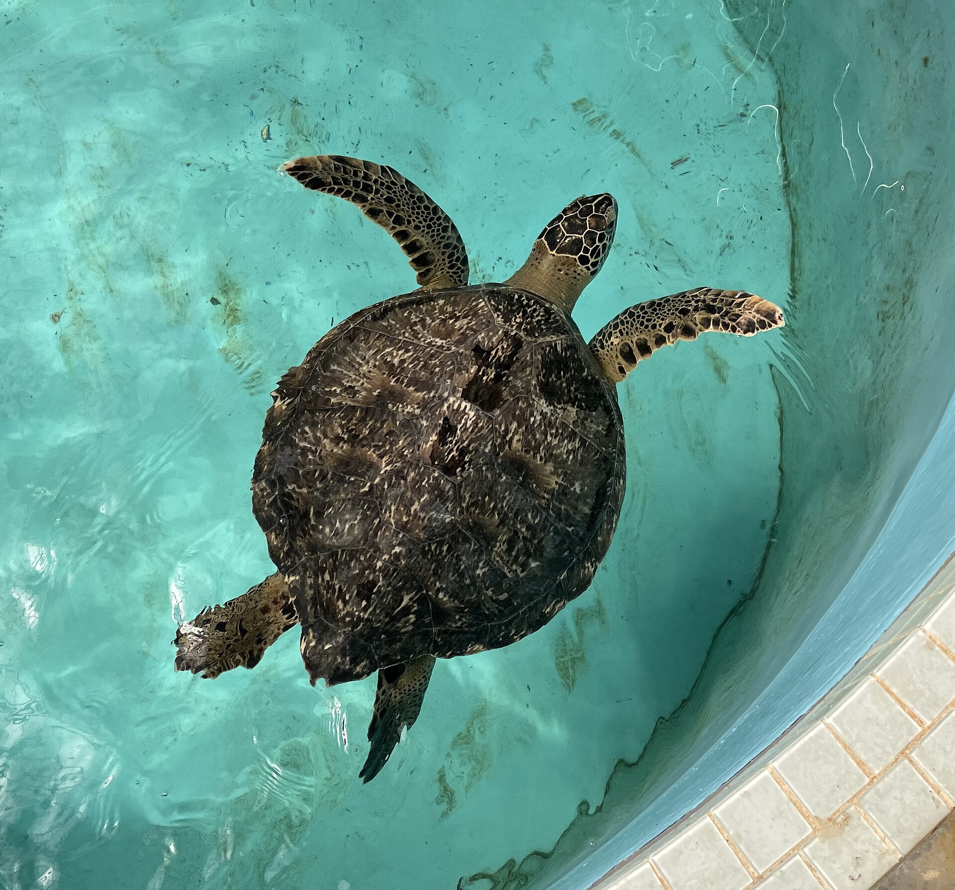 道の駅紀宝町ウミガメ公園のプールを泳ぐクロウミガメ