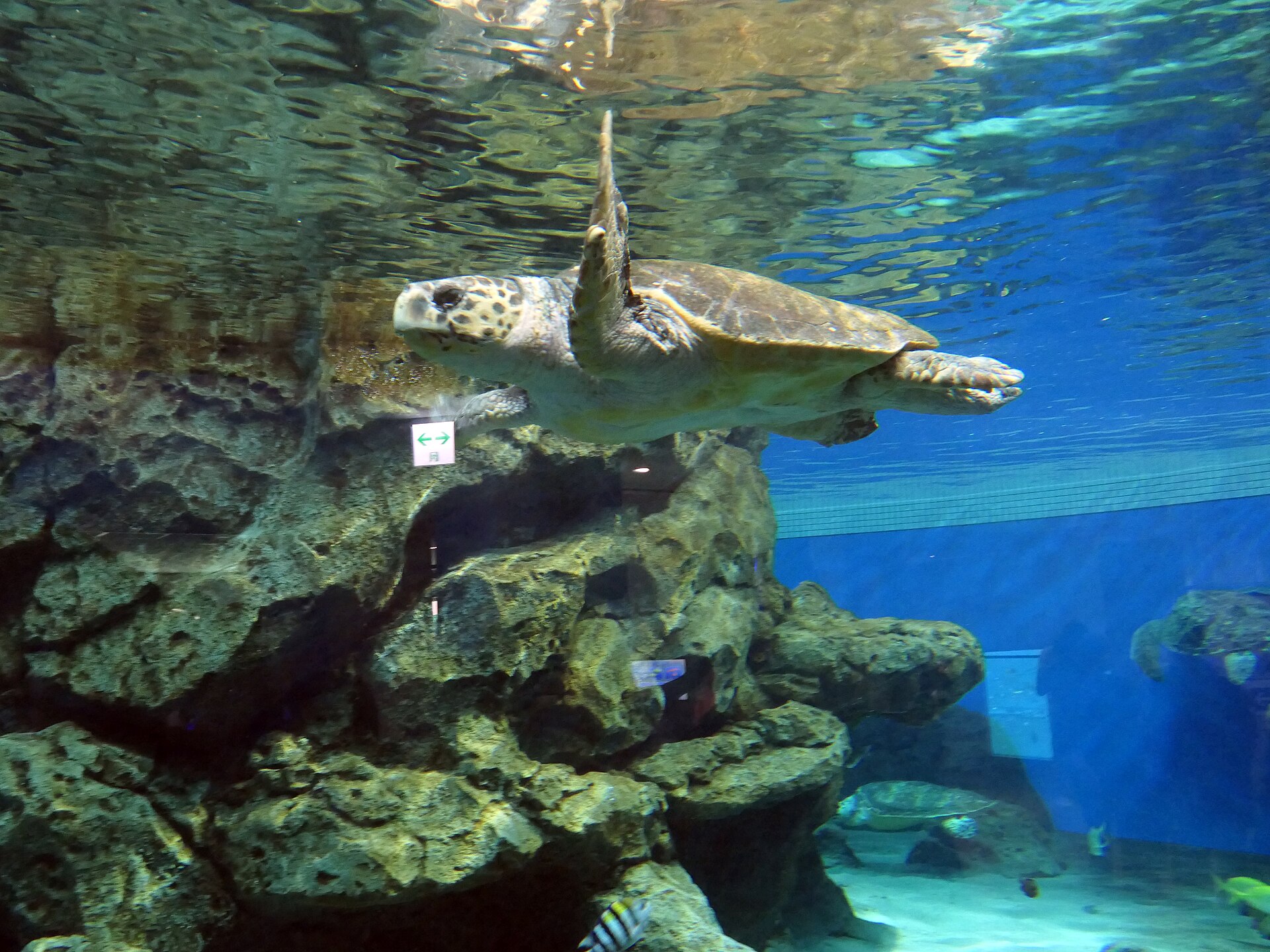 名古屋港水族館の水槽を泳ぐアカウミガメ