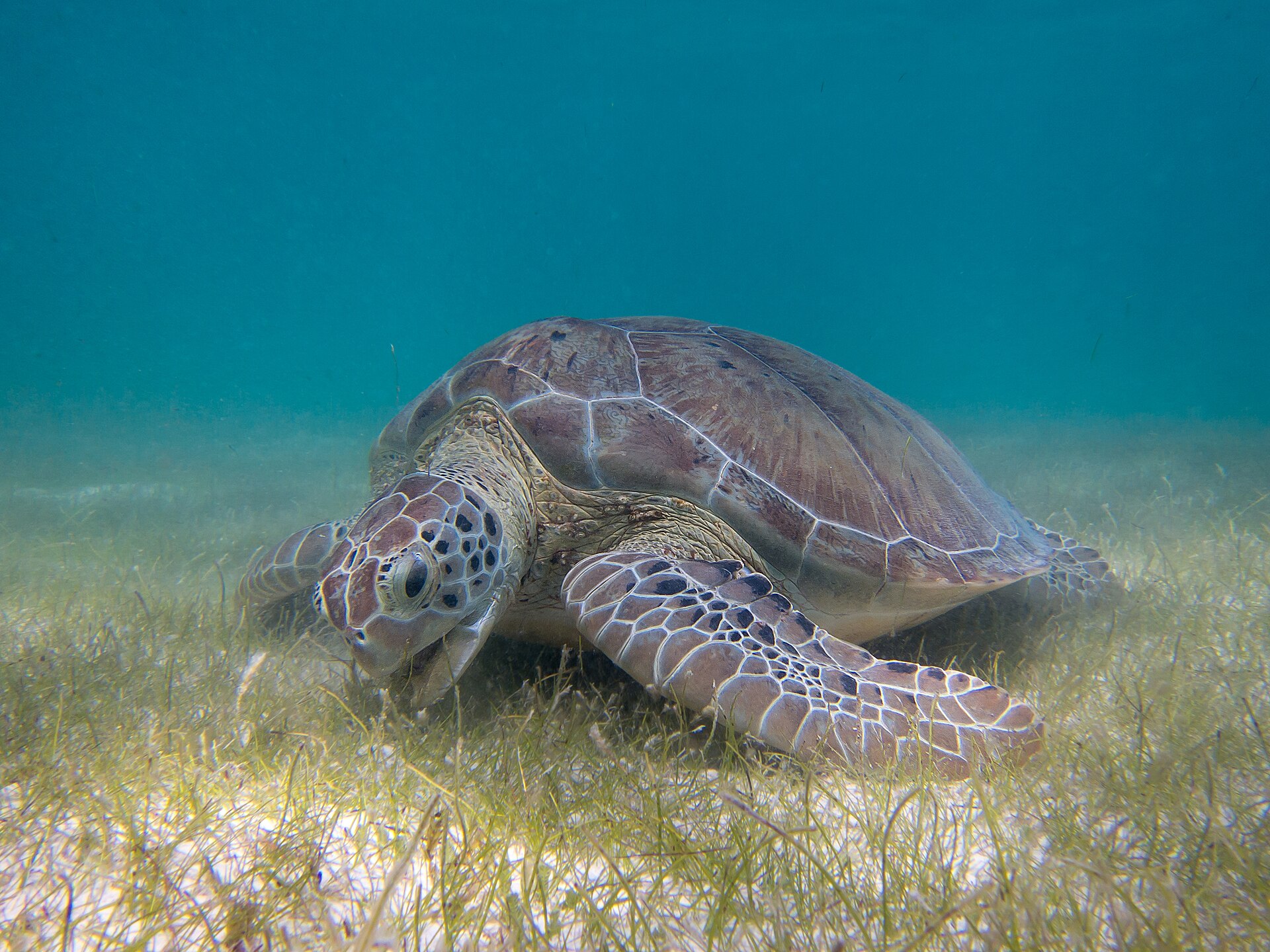 海草を食む